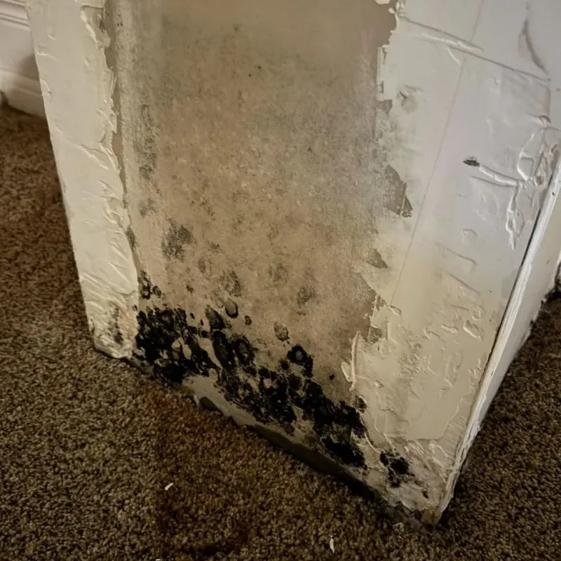 Professional Mold Removal in Washington County, VA